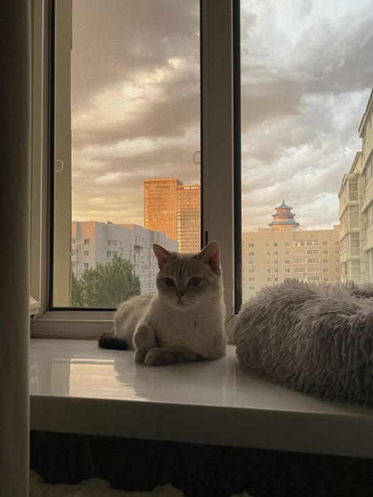 Отдам кошку в хорошие руки
