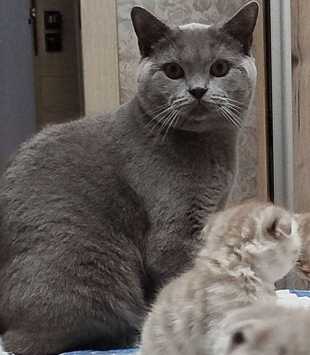 Вязка!!! Скотиш страйт голубого окраса