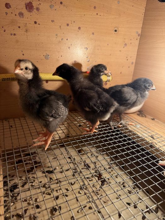 Цыплята недельные домашние