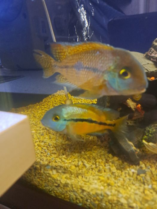 Мальки Никарагуанской цихлозомы