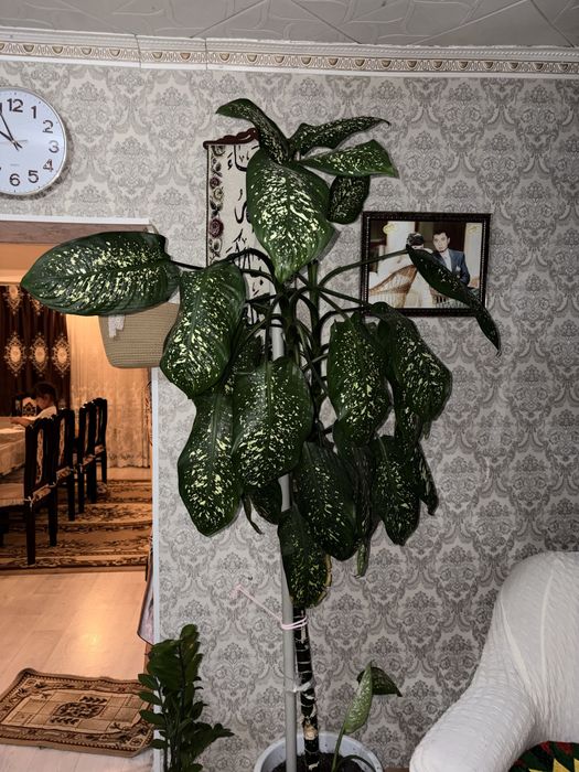 диффенбахия пятнистая (Dieffenbachia maculata)