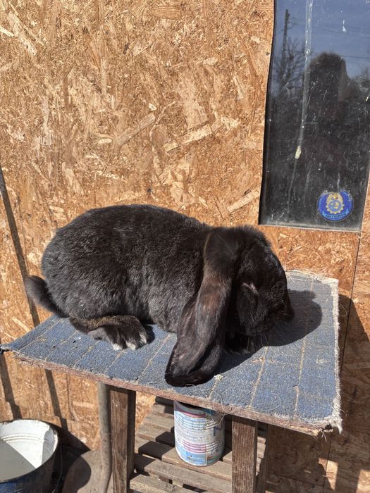 Mascul berbec german