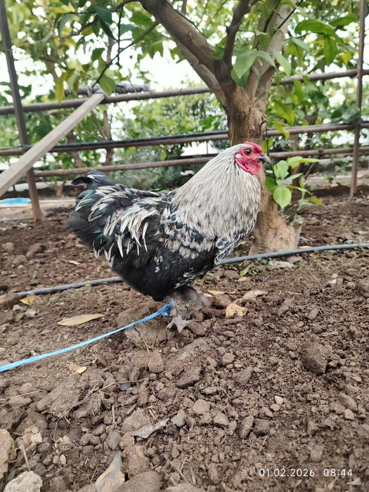 Yapon Xo'roz sotiladi