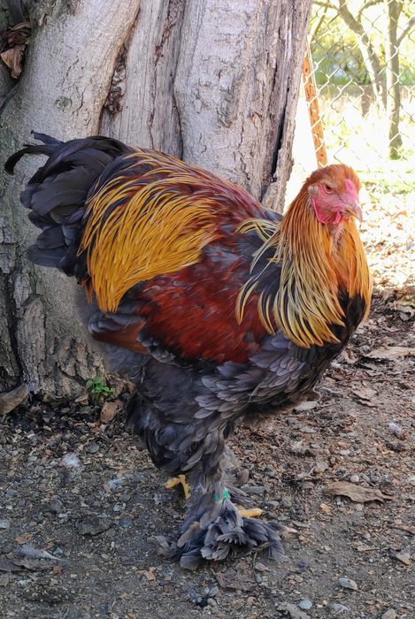 Vând cocoși Brahma Potarnichiu albastru cu benzi și Splash de BSO