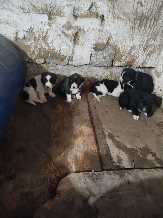 Toza Alabay bolalari sotiladi