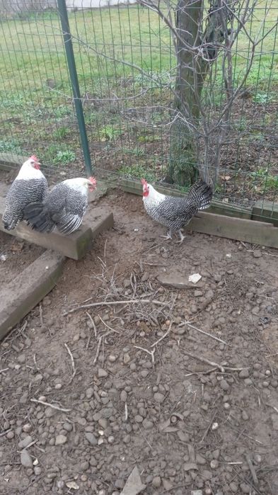 Vând ouă pt incubat rasa Brekel argintiu.