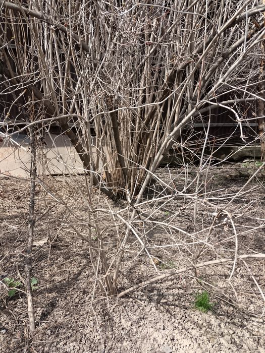 Продам саженцы калины