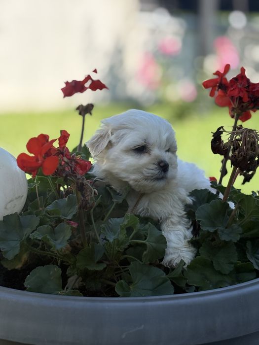 Bichon Maltez Mascul 5 saptamani