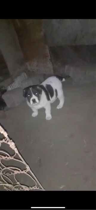 Тобет казахский щенки