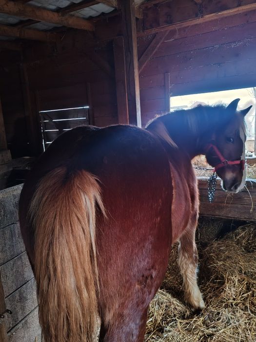 Manz, armasar, cal de un an, 1 an, acte, harmasar