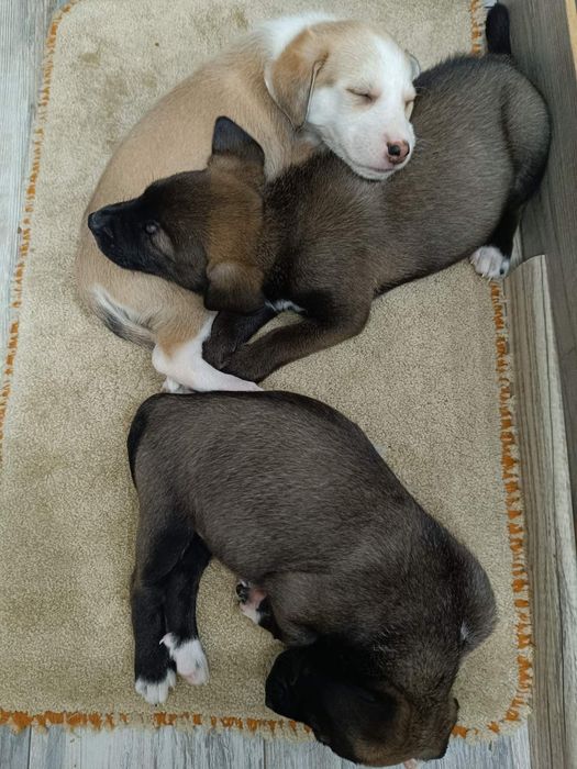 Подарявам спешно кученца!