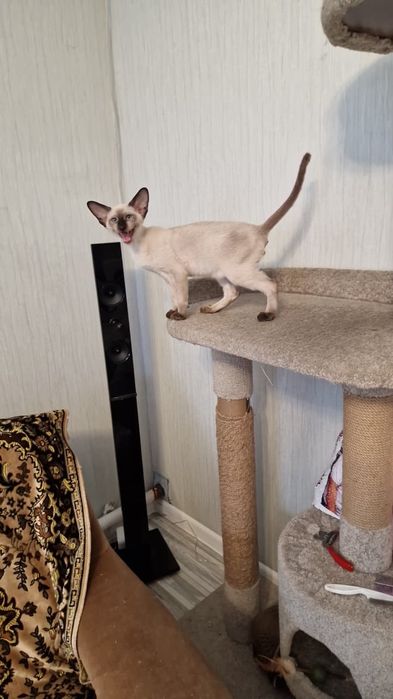 Ориентальные котята