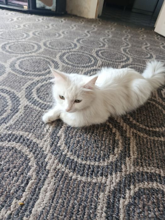 Продаются кошечки породы скоттиш страйт