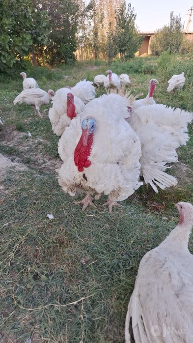 Bik 6 Induklari 6 oylik 15/25 kilogacha go'shti bor kilosi 50mingdan
