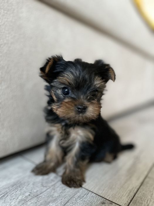 Щенята йоркшерский терьер