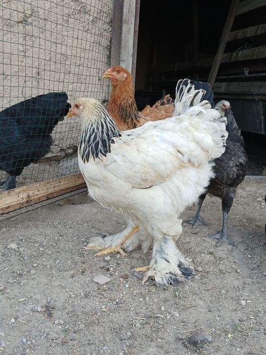 Jersey gigant va Brama zotli 5 oylik jo'jalar