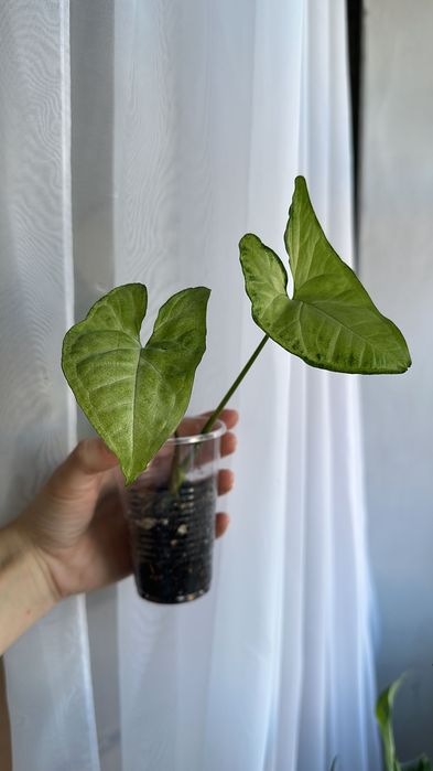 Продам домашнии цветочки