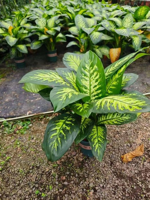 Xitoy Dieffenbachia guli
