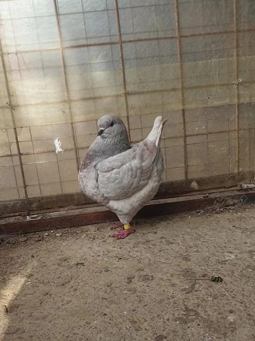 Porumbei King de calitate!