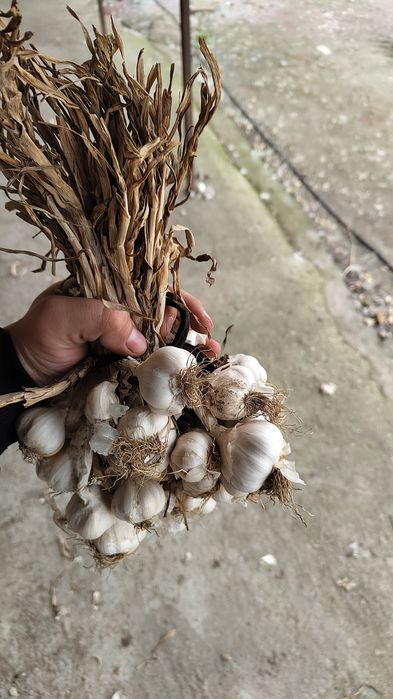 Usturoi românesc de vânzare în cozi