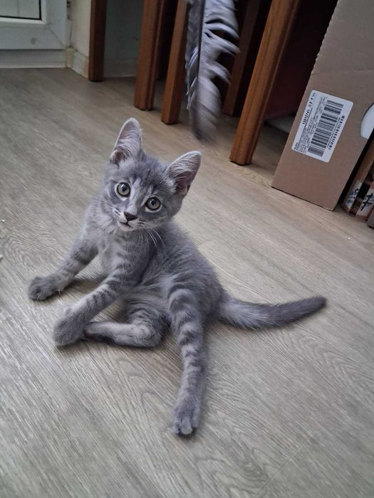 Серенький котёнок