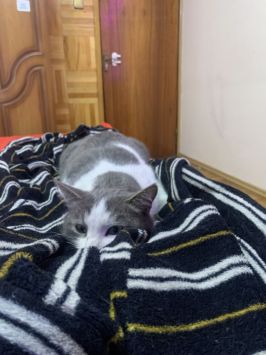 Кот кастрированный! Заберите, иначе усыпят!