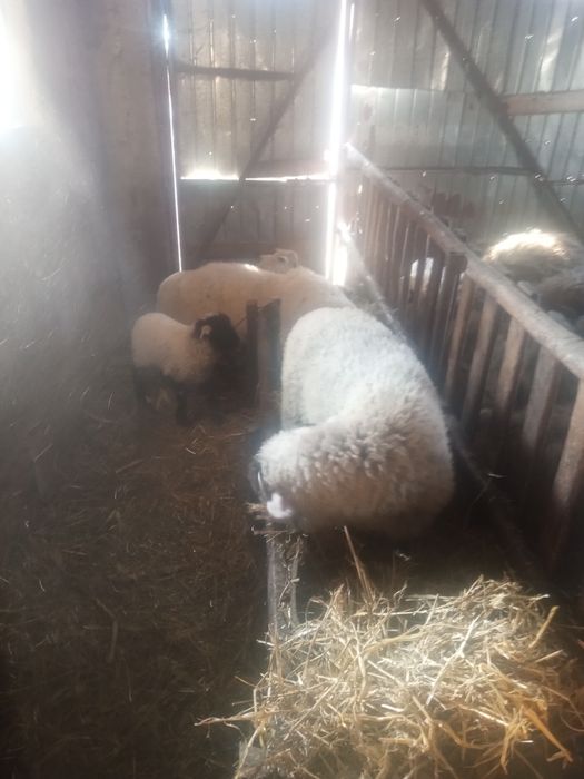 Vând oi cu miei după iele