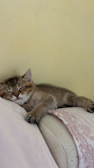 продавам котенца сребърна чинчила
