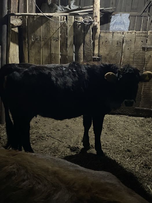 Прдается перва телка