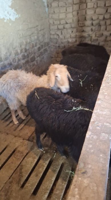 9 Бас кушкар сатлмда