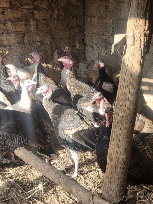 Индюки от 1 года до 7 месяцев