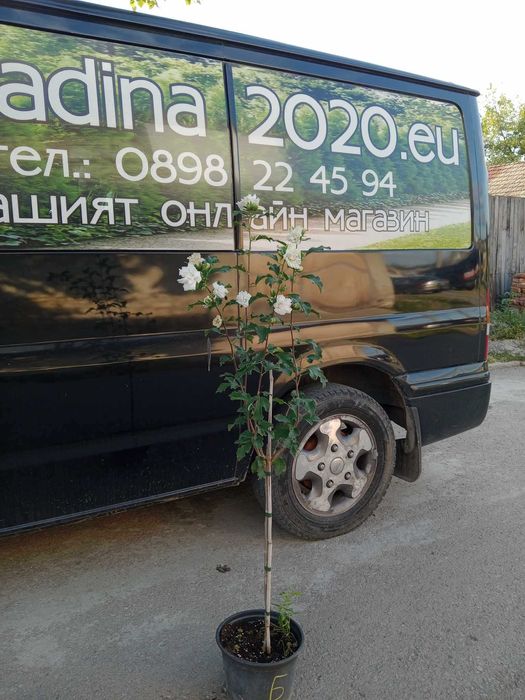 Хибискус Кичест - Дървовидна ружа 
Студоустойчив