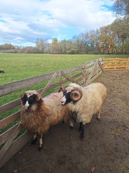 Vănd noatin breaz cu nasul alb