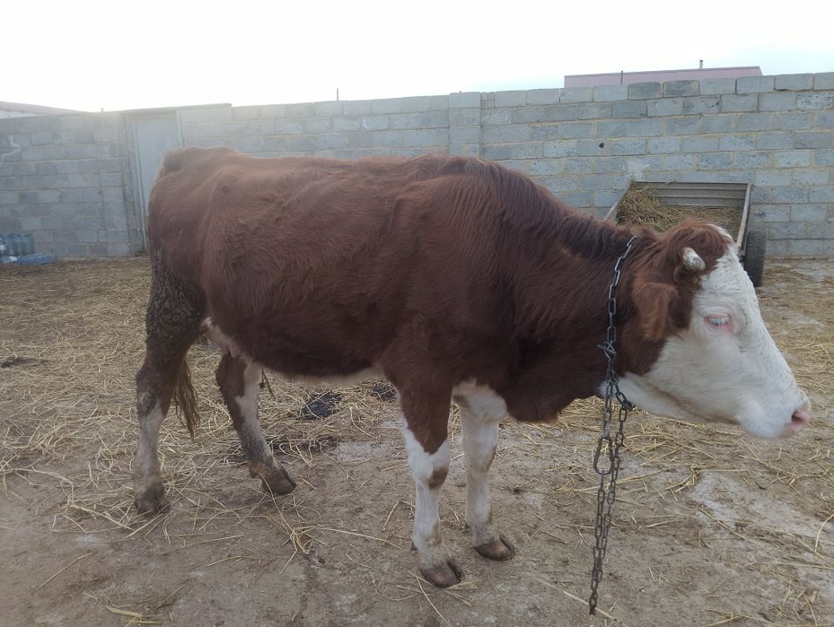 Корова с теленком симментал