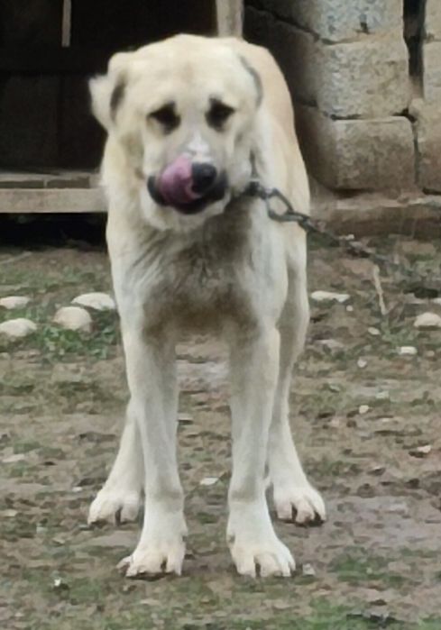 Продается собака