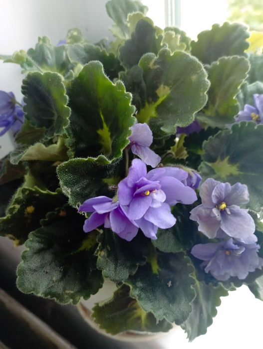 сентполия- кичеста теменужка