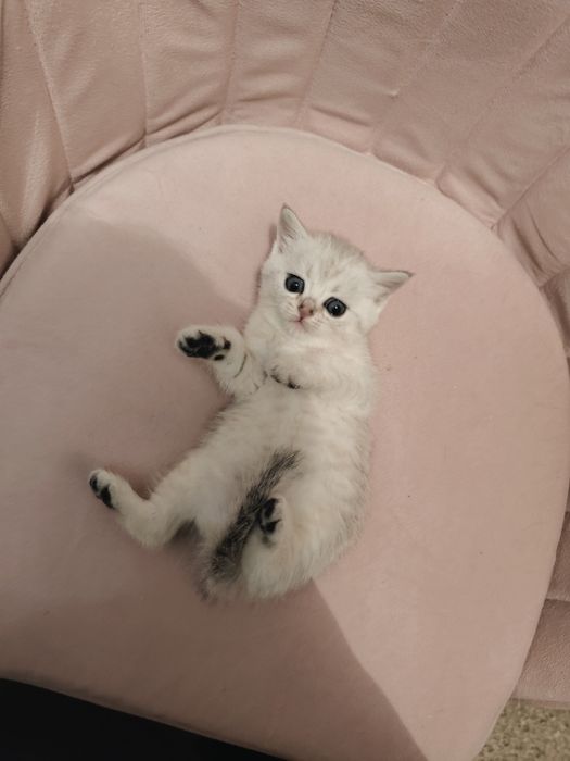 Шиншиллы Серебро Алматы