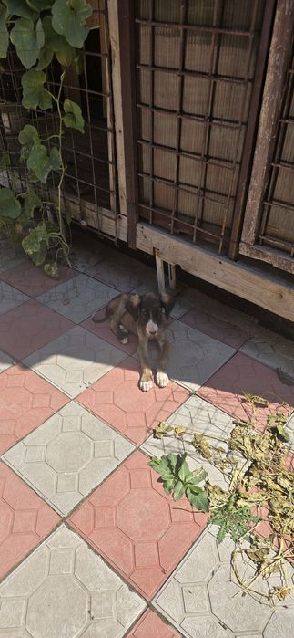 Продам щенков Тазы