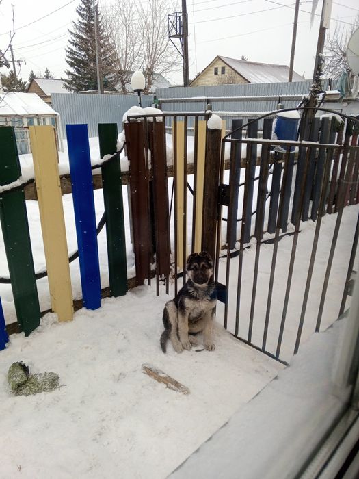 Восточно европейская овчарка