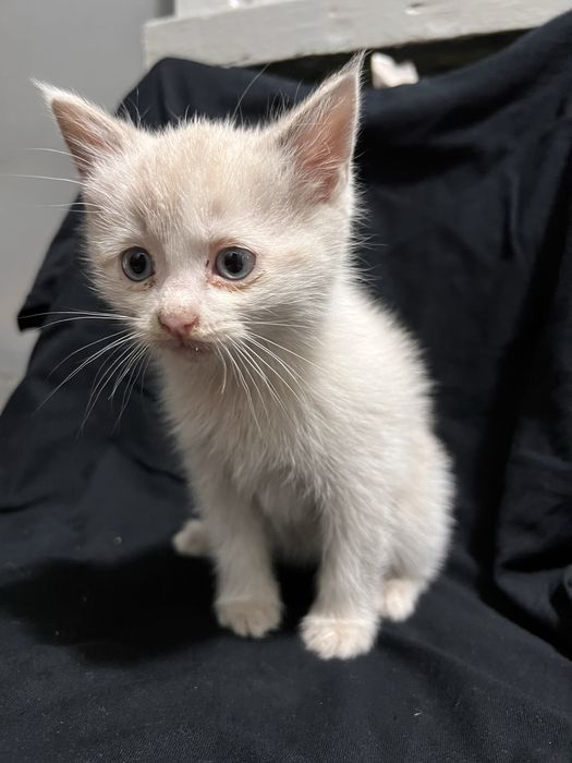Котята бесплатно
