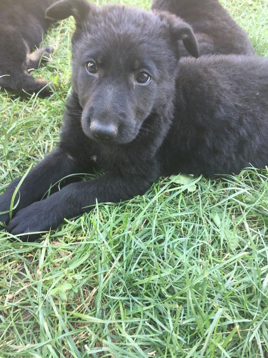 Dresaj canin și pui