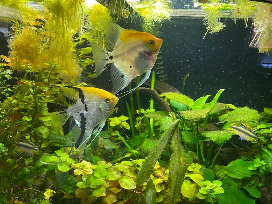 Скалярии Кои, пара крупные.