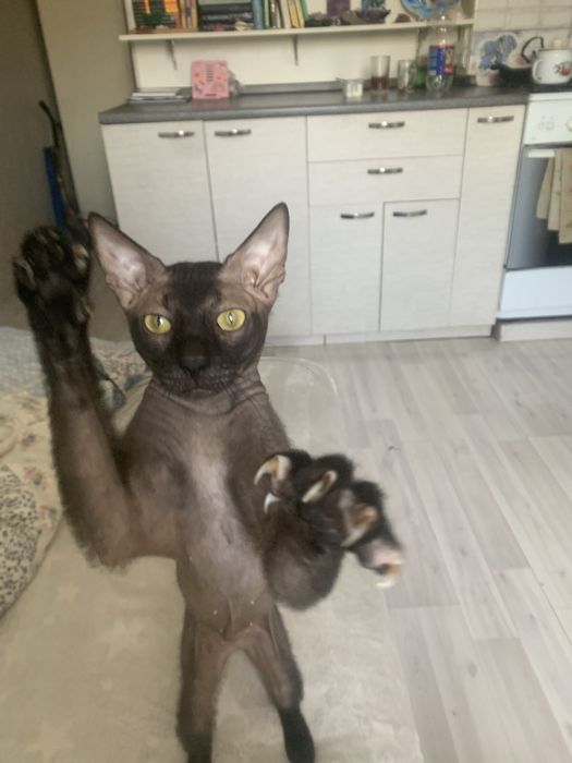 Вязка! Котик ищет невестку!