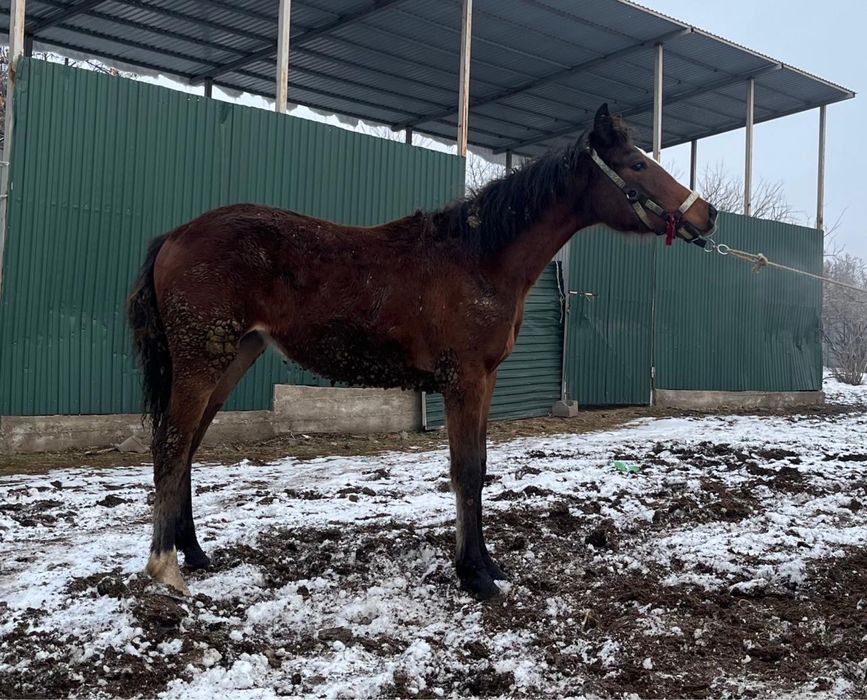 Жабағы жеребенок