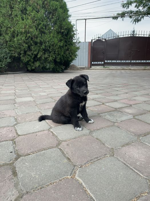 Щенки лайки мальчик и девочка