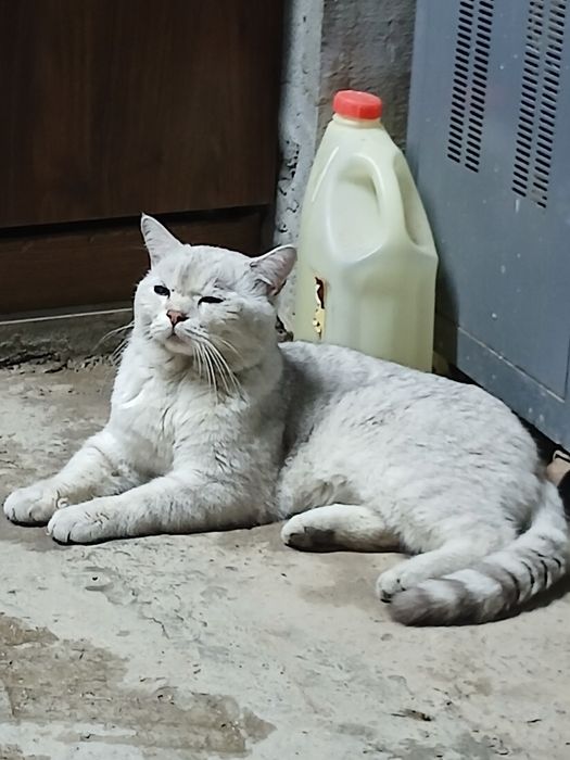 Пародистая кошка одам в хорошие руки