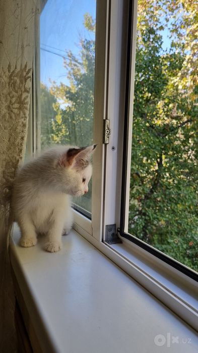 Отдам в добрые руки котенка