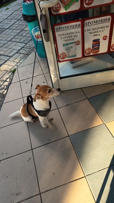 Подарява се Джак  Ръсел на 5 годинки