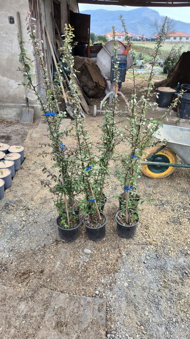 Piracanta  Red column