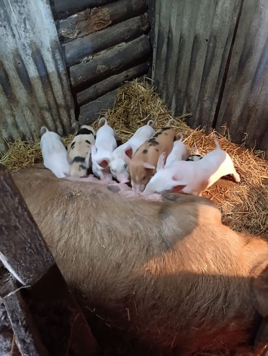 Продам просят 30000